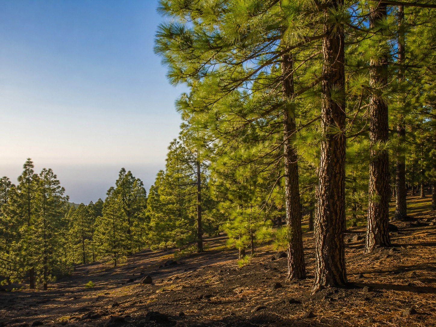 Pinienwälder bei El Pinar im Süden von El Hierro