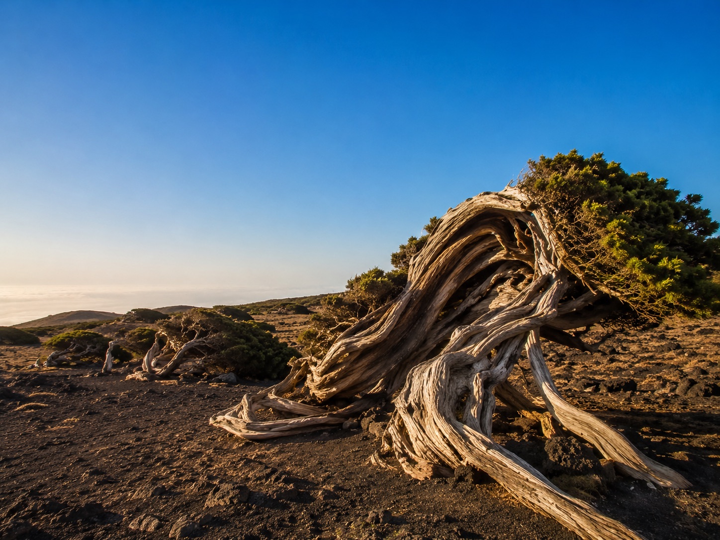 Vom Wind gebogene Wacholderbäume von El Sabinar auf El Hierro