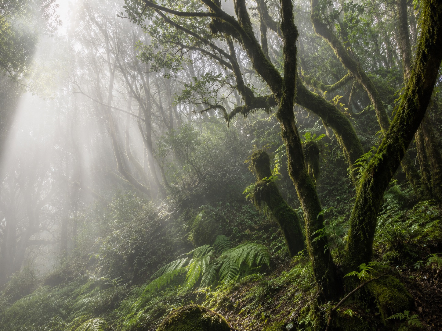 Nebliger Lorbeerwald im Nationalpark Garajonay auf La Gomera